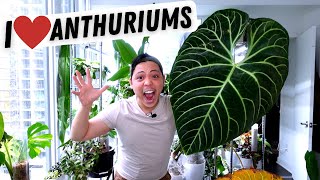 My Anthurium Collection 💚 Regale Metallicum Warocqueanum Veitchii Magnificum Crystallinum [upl. by Alejo]