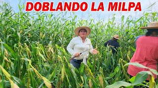 MUJERES TRABAJADORAS NOS VENIMOS TODOS A DOBLAR LA MILPA  T2 [upl. by Moshe]