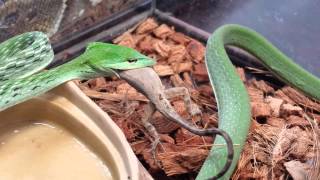 Asian Vine Snake  warning [upl. by Annahpos606]