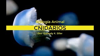 CNIDARIOS [upl. by Renaxela]