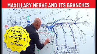 Maxillary Nerve and its Branches  Neuroanatomy  Neuroscience [upl. by Teador]