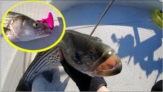 The Most Humane Way of Killing a Fish Ikejime Ike Jime on Striped Bass [upl. by Moneta]