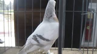 Rare breed pigeon Club Reading pigeon Association Winter Show [upl. by Berkin719]