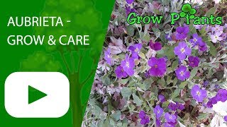 Aubrieta  grow amp care great ground cover plant [upl. by Oratnek]