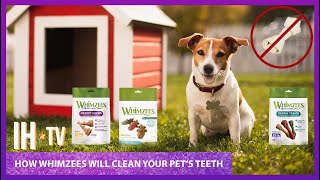 How To Keep Your Pets Teeth Healthy And Prevent Dental Disease [upl. by Alarice]