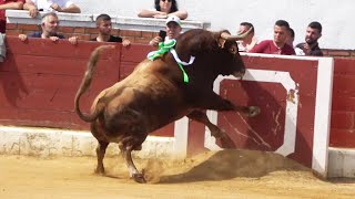 😱 DA UN TREMENDO SALTO ESTE TORO CIEMPOZUELOS MADRID 2024 [upl. by Asnerek71]