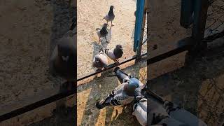 My pigeons eating food ytshorts racingpipigeons pigeon [upl. by Fayina]