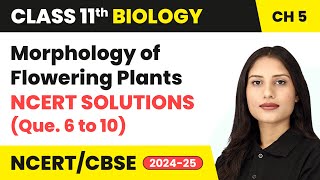 Morphology of Flowering Plants  NCERT Solutions Que 6 to 10  Class 11 Biology Chapter 5  CBSE [upl. by Zetnod]