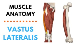 Vastus Lateralis  Muscle Anatomy  Joetherapy [upl. by Aicelet]