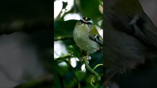 Firecrest foraging in the Holly britishbirds birdsounds kent ukbirding [upl. by Cleasta]