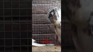 Jacobin pigeon in deoria pigeon petsloverstore kabutar mb no 7800450436 [upl. by Ethbinium]