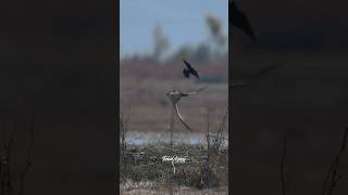 Redwinged Blackbird Sneaks up on a Peregrine Falcon from behind peregrinefalcon Falcon wildlife [upl. by Rehsu]