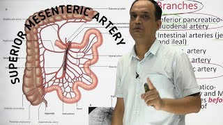 SUPERIOR MESENTERIC ARTERY  ANATOMY [upl. by Adnolay]