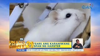 Unang Hirit Quarantine Pets Hamsters [upl. by Chesney]