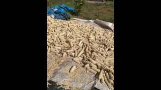 How to shell maize using a maize sheller machine corn shelling  maize sheller 254700007552 [upl. by Truman173]