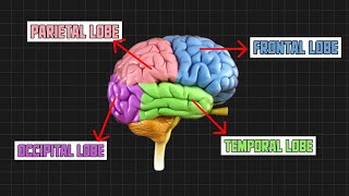 Brain parts  Explained Pcdoc [upl. by Leschen]