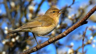 Bird sounds – Common chiffchaff Phylloscopus collybita [upl. by Einwahs]