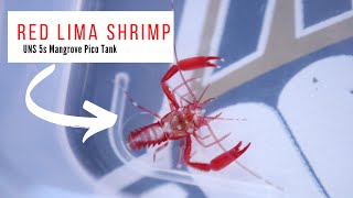 Red Lima Shrimp  The Pico Aquarium Shrimp [upl. by Herra]