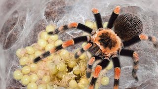 Mother Tarantula Spider Laying To 50 2000 Eggs [upl. by Sikras]