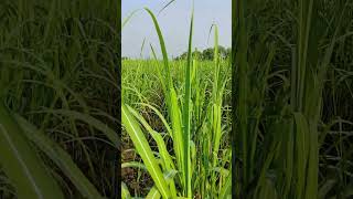 2 month 7 day ke baad sugarcane Verity 86032 TISSUE [upl. by Hehre]