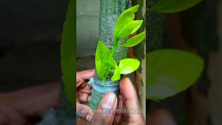 dargonfruit grafting plants fruittree shorts 🥭🍒🍈🫐🍓🍇🍌🍊🍐🍎 [upl. by Lorusso949]