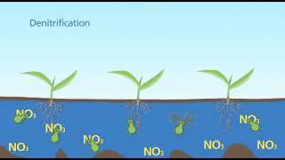 Denitrification Standing Water [upl. by Ayrolg]