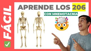 🦴 206 HUESOS del CUERPO HUMANO Fácil de Aprender  Anatomía [upl. by Tnilc]