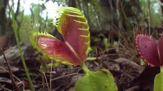 Sinekkapan Bitkisi Avda Venus flytrap hunting [upl. by Aneetsirhc]