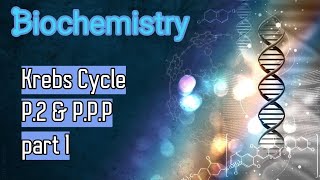 Metabolism  Krebs cycle part 2 amp Pentose phosphate pathway part 1 [upl. by Raynata179]