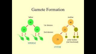 Gametes formation Biology expert [upl. by Onder]