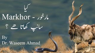 Does Markhor Eat Snake  Kya Markhor Sanp Khata hai  Why Markhor Eats Snake [upl. by Pelagias]