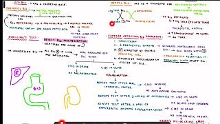 Vitamin B12 Biochemistry [upl. by Jannery]