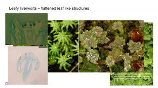 Liverworts [upl. by Ephrayim]