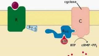 intracellular signaling [upl. by Sanoy]