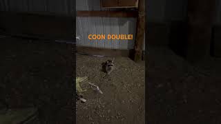 DOUBLE ON COONS trapping coontrapping depredation [upl. by Yoshiko998]