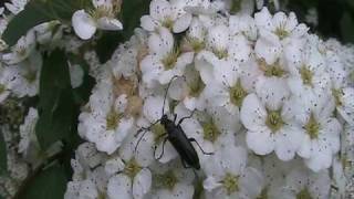 Black Longhorn Flower Beetle Cerambycidae Lepturopsis on Blossom [upl. by Annwahs]