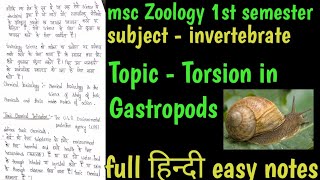 Torsion in gastropoda  Invertebrate  msc Zoology 1st semester [upl. by Wrigley963]