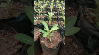 Adenium plant kaise lagaye adenium plant care adenium adenium bonsai [upl. by Appleby]