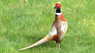 Common Pheasant male making a loud call [upl. by Akihsan]