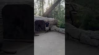 The Largest Living Tree on Earth General Sherman in Sequoia iphone15 [upl. by Atneciv]