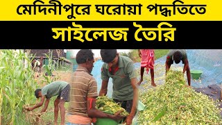 ঘরোয়া পদ্ধতিতে সাইলেজ তৈরি  corn silage making  corn silage making process  goat silage making [upl. by Nerej134]