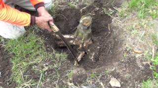 HOW TO REMOVE A TREE STUMP [upl. by Pillow870]