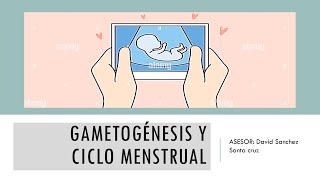 SESIÓN 5  EMBRIOLOGÍA  GAMETOGÉNESIS y CICLO MENSTRUAL [upl. by Ekrub]