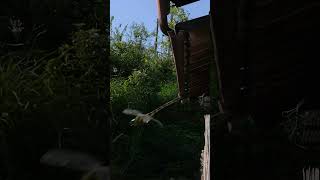 Large Dragonfly Chases Japanese Honeybees and Targets Praying Mantis [upl. by Drarej]