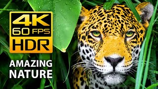 Amazing Colors of Nature in 4K HDR 60fps  Tropical Animals and Relaxing Music [upl. by Midas]