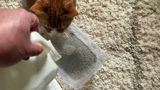 Things To Know About This Purina Tidy Cats Clumping Litter [upl. by Tyoh303]