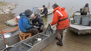 Spawning Walleyes  NDGF  05062024 [upl. by Rovelli]