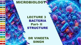 Inside Bacteria A Detailed Overview of Bacterial Structure [upl. by Gena]