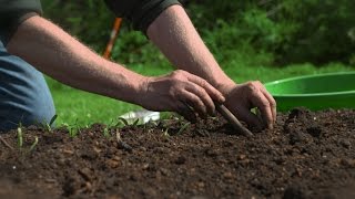 How To Grow Quickgrowing Root Crops And Chit Potatoes and Kumara [upl. by Demp894]