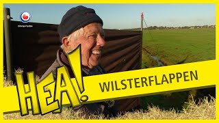 Wilsterflappen met Catharinus  HEA [upl. by Elitnahc629]